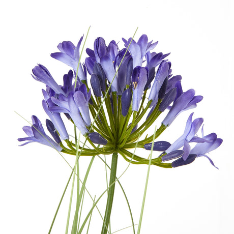 blue agapanthus plant in pot