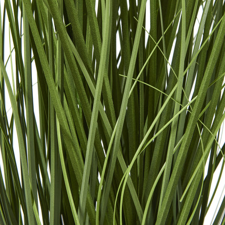 blue agapanthus plant in pot