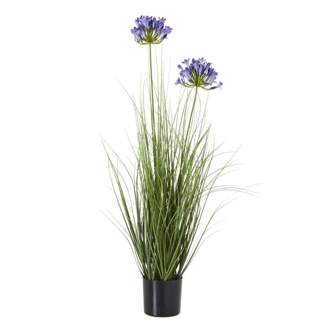 blue agapanthus plant in pot
