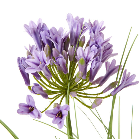 purple agapanthus plant in pot