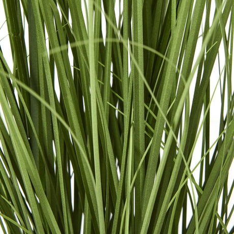 purple agapanthus plant in pot