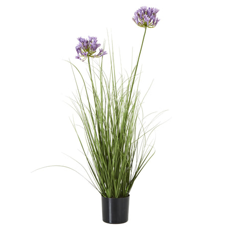 purple agapanthus plant in pot