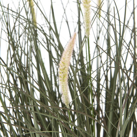 fountain grass plant in pot