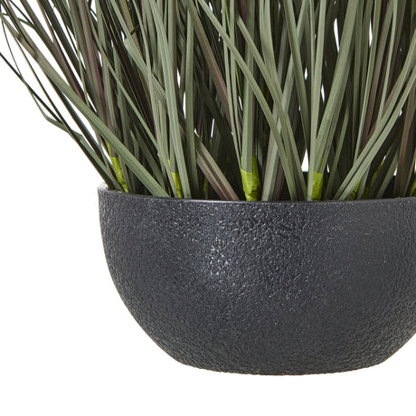 fountain grass plant in pot