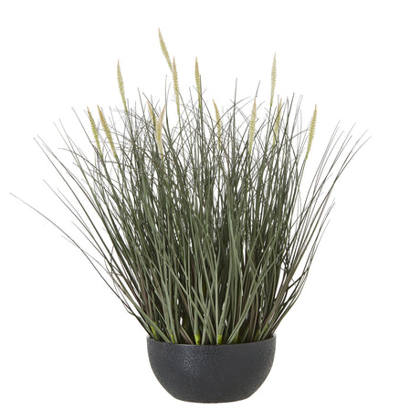fountain grass plant in pot