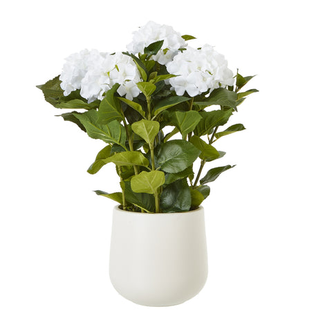 medium white hydrangea plant in pot