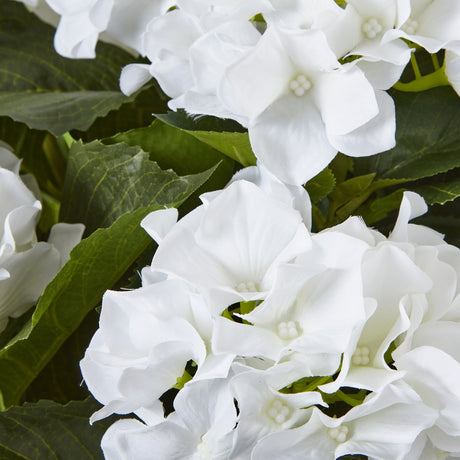 large white hydrangea plant in pot