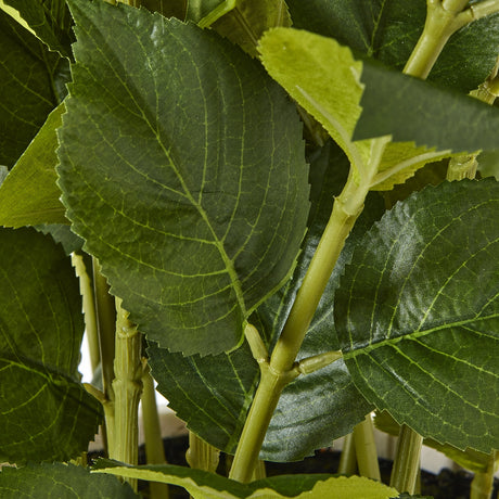 large white hydrangea plant in pot