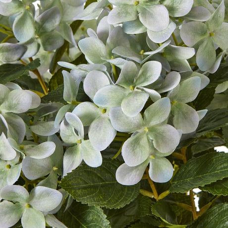 medium green hydrangea plant in pot