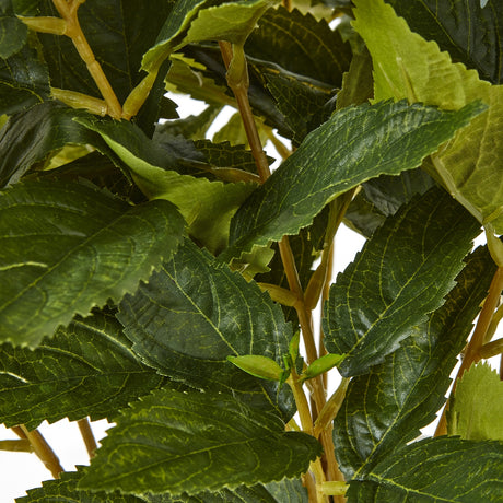 medium green hydrangea plant in pot
