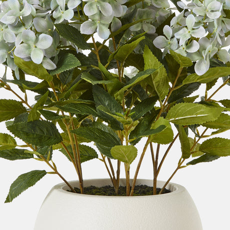 medium green hydrangea plant in pot