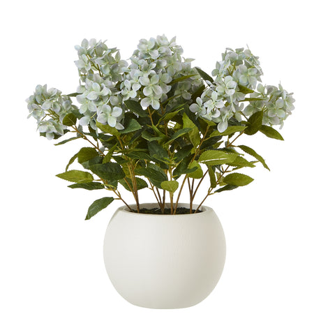 medium green hydrangea plant in pot