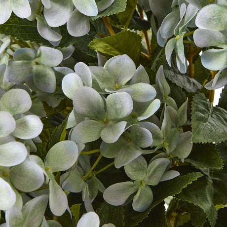 large green hydrangea plant in pot