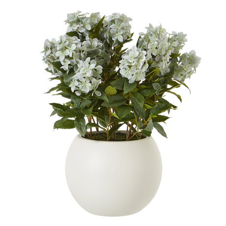 large green hydrangea plant in pot