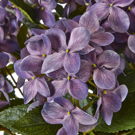 medium purple hydrangea plant in pot