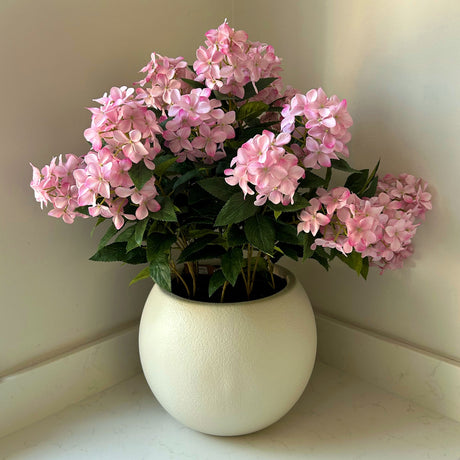 large pink hydrangea plant in pot