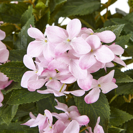 large pink hydrangea plant in pot