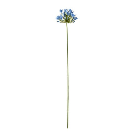 blue agapanthus stem