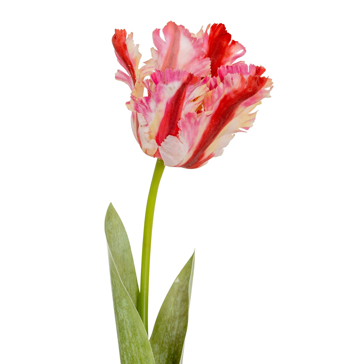 Mirette Multi Pink Parrot Tulip
