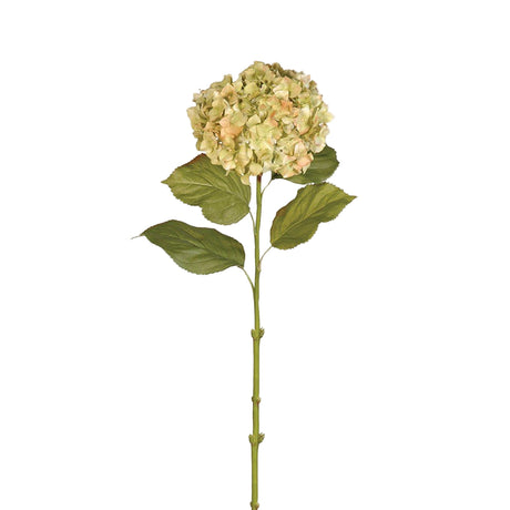 Chantal Pistachio Hydrangea Superb with Leaves