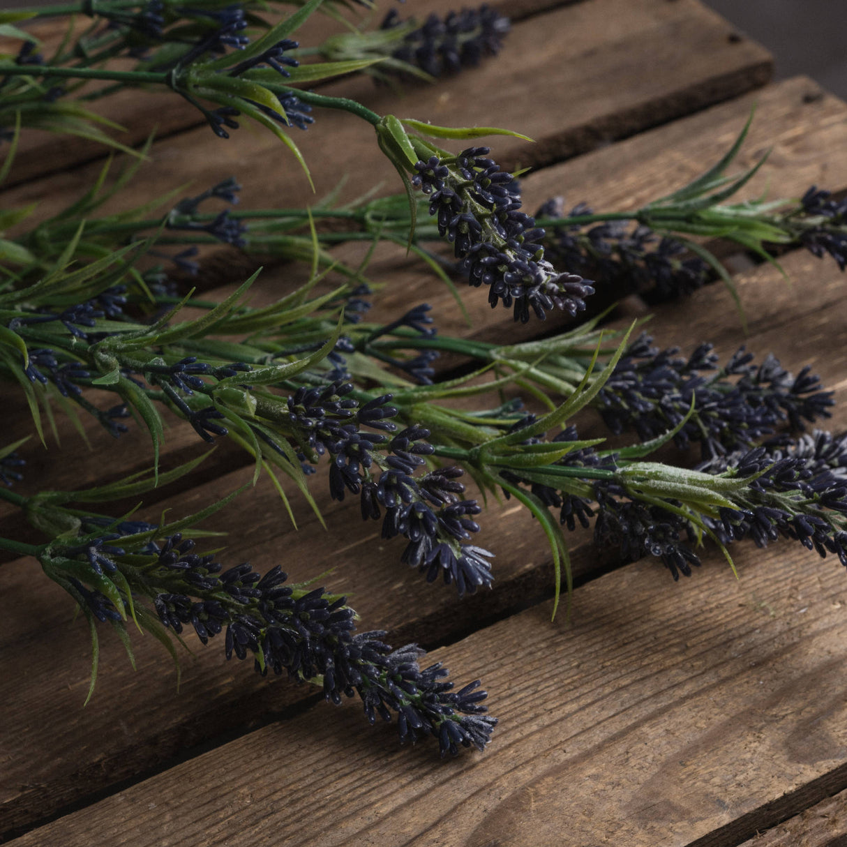 large lavender bush