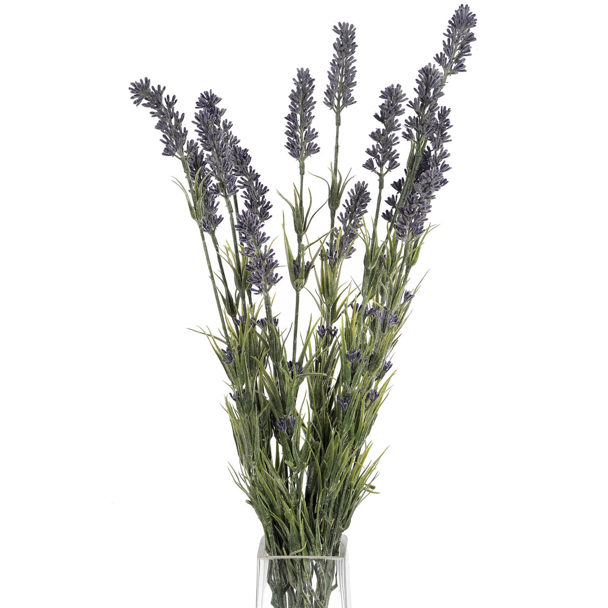 large lavender bush