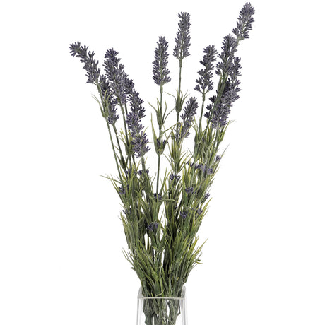 large lavender bush