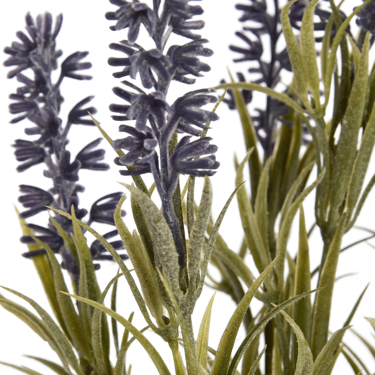 small lavender spray