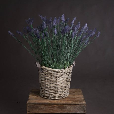 large lavender spray