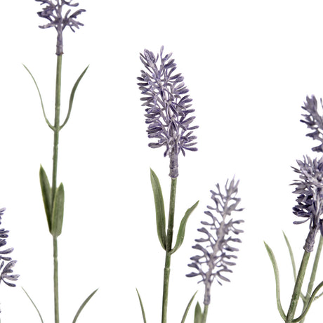 large lavender spray