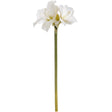 classic white amaryllis flower