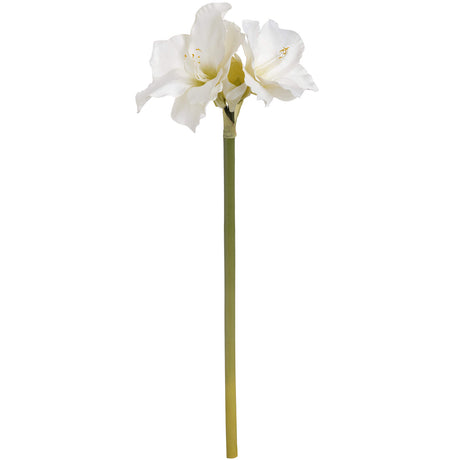 classic white amaryllis flower