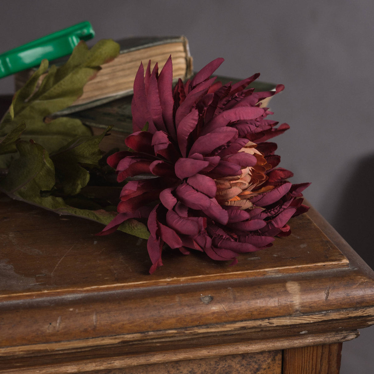autumn spider chrysanthemum