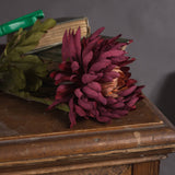 autumn spider chrysanthemum