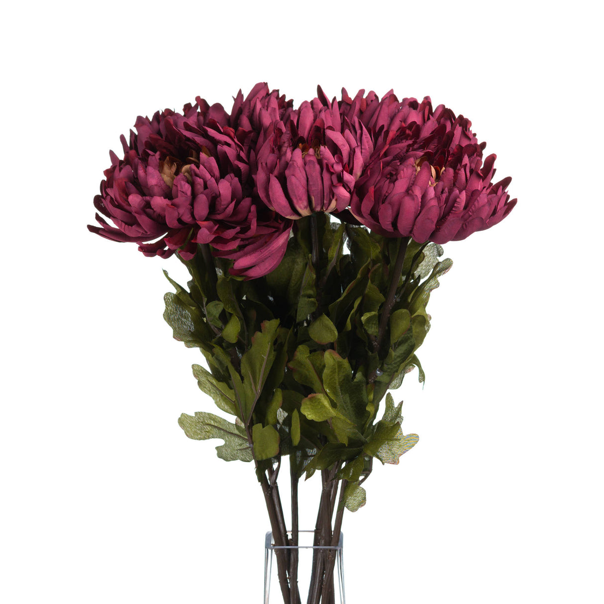 autumn spider chrysanthemum