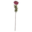 autumn spider chrysanthemum