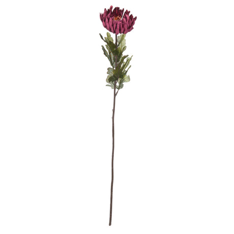 autumn spider chrysanthemum