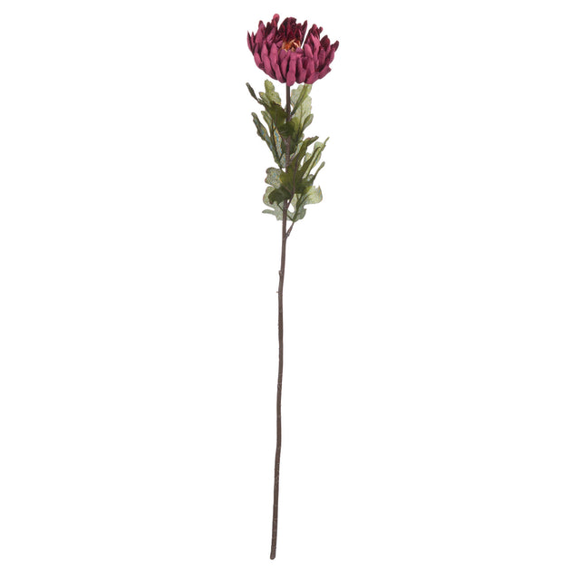 autumn spider chrysanthemum