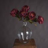 autumn spider chrysanthemum