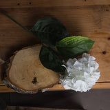 white small head hydrangea