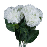 white small head hydrangea