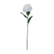 white small head hydrangea
