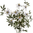 passion flower spray