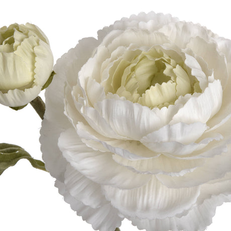white ranunculus spray