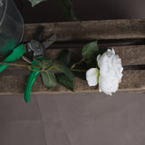 blush garden rose