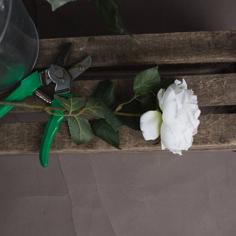 blush garden rose