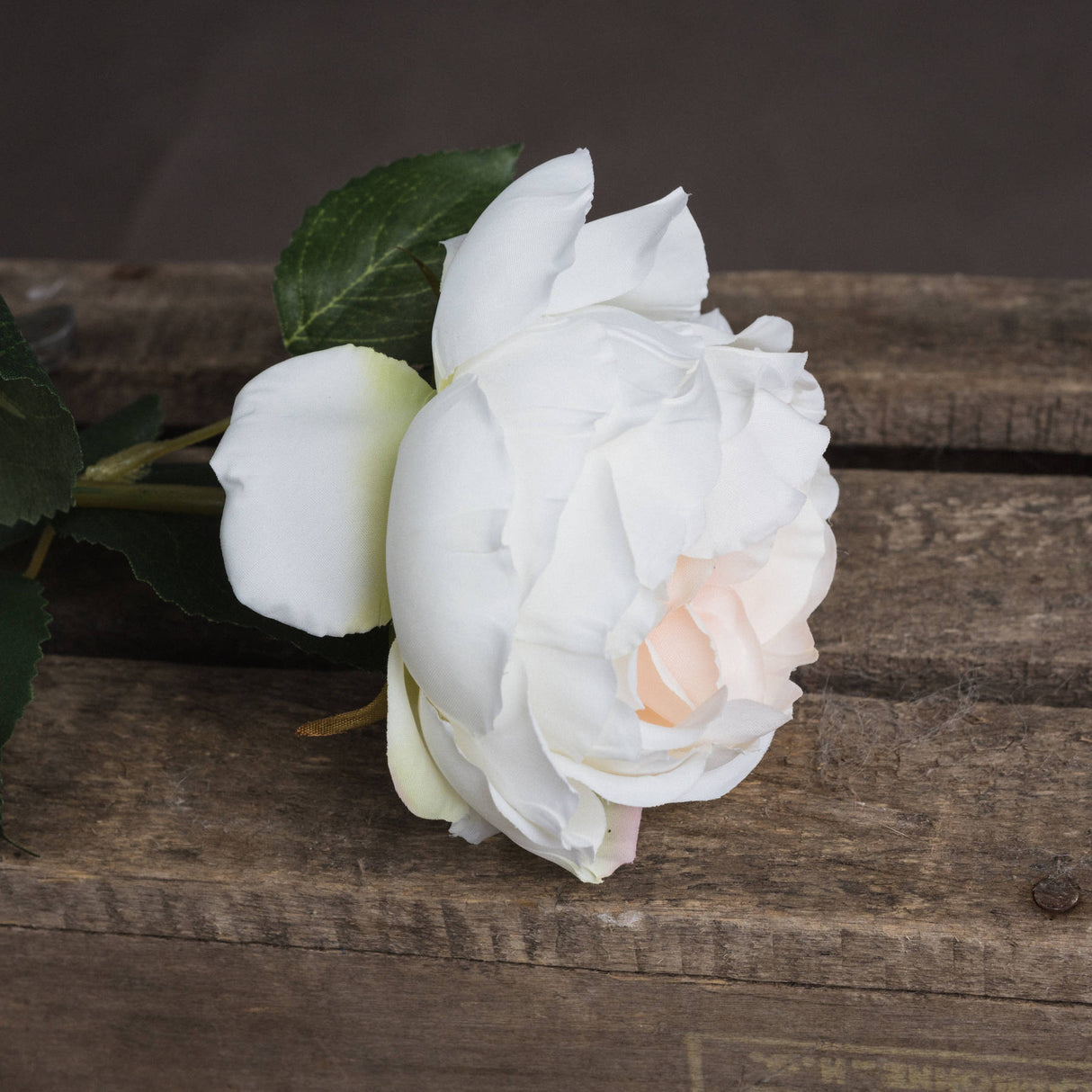 blush garden rose