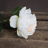 blush garden rose