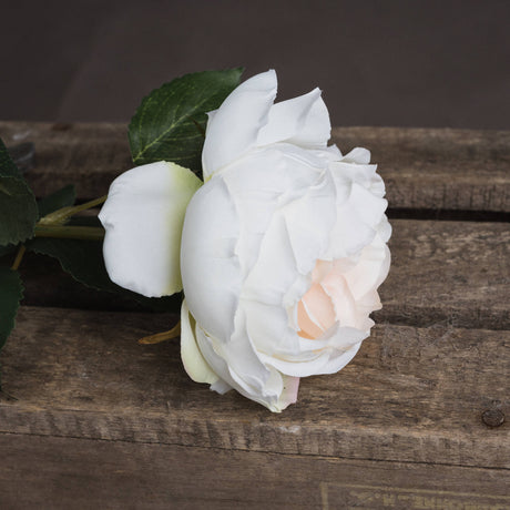 blush garden rose