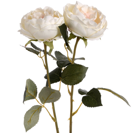 blush garden rose
